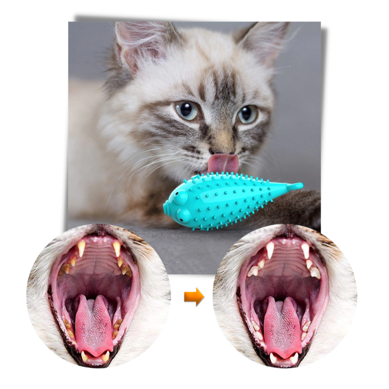 Fish shaped refillable cat toothbrush