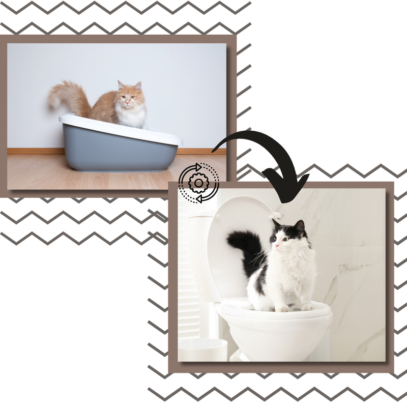Easy Training Cat Litter Toilet Trainer